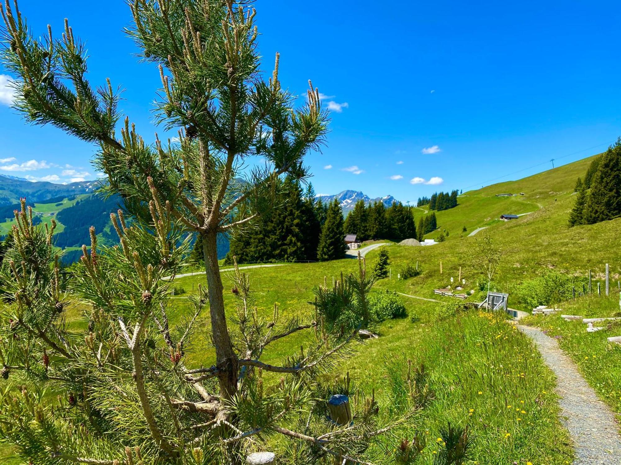 Alm Seasons Premium Chalet & Studios ซาลบาคฮินเทอร์เกลมม์ ภายนอก รูปภาพ
